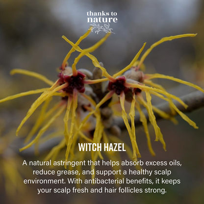 Dry Shampoo Powder Instant Refresh